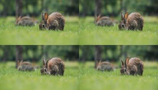 野兔们在吃草高清在线视频素材下载