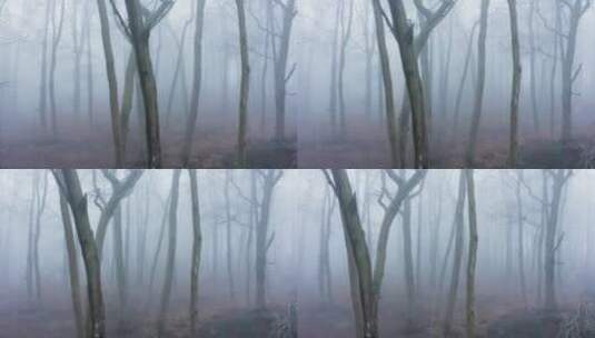 森林薄雾的自然景观 高清在线视频素材下载