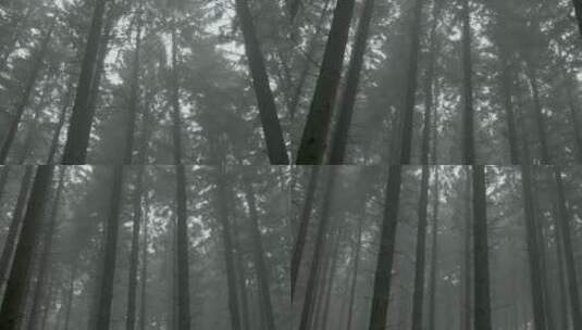 充满雾气的茂密森林高清在线视频素材下载