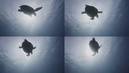 海龟在海洋里游泳的剪影高清在线视频素材下载