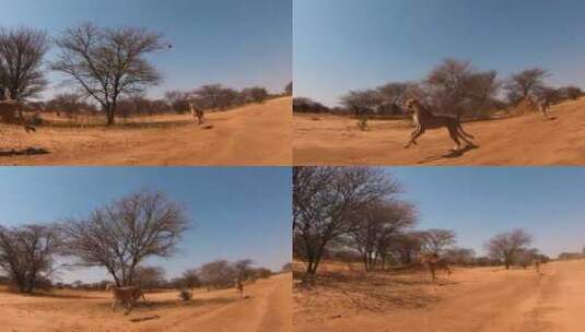 猎豹在奔跑高清在线视频素材下载