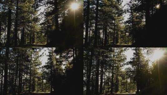 森林日光高清在线视频素材下载