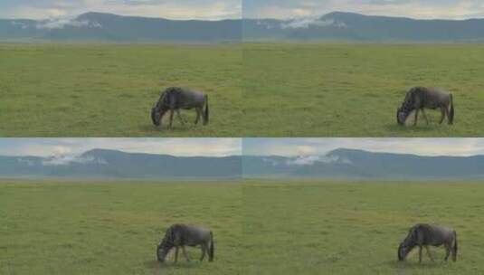 角马在非洲平原上吃草高清在线视频素材下载