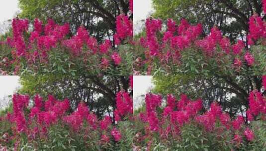一串红的花卉高清在线视频素材下载