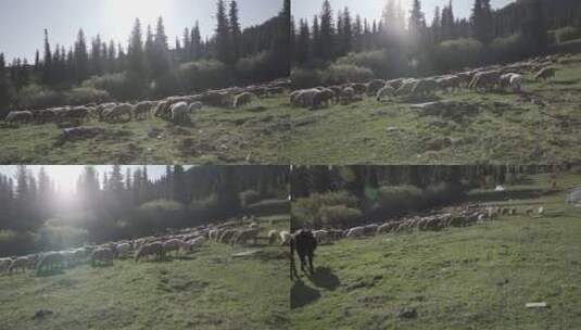 草原上的羊高清在线视频素材下载