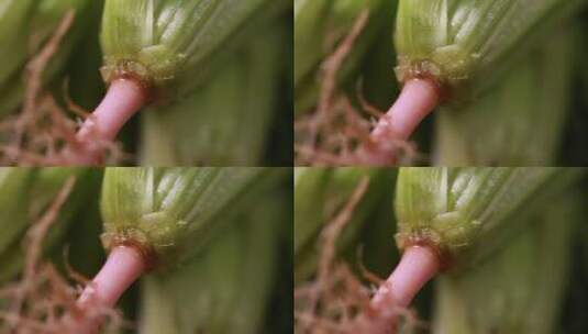 根须蔬菜植物根部微距特写高清在线视频素材下载