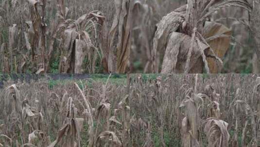 玉米杆田地枯草秸秆荒地枯叶农田耕地高清在线视频素材下载