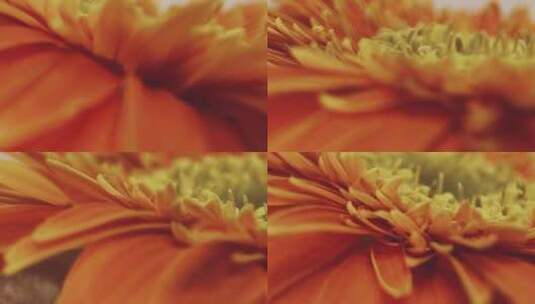 微距橘黄色雏菊高清在线视频素材下载