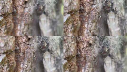 四k实拍树皮上昆虫高清在线视频素材下载