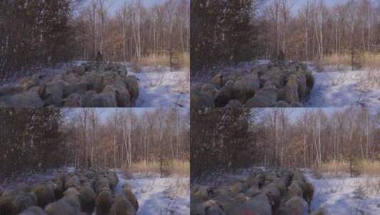 雪地中羊群走过跟拍高清在线视频素材下载