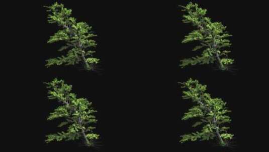 树 树木 灌木 三维 透明通道 树林高清在线视频素材下载