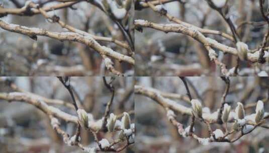 雪后颐和园乐寿堂前的玉兰骨朵高清在线视频素材下载