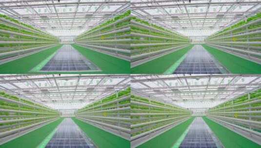 科技农业-现代化的温室大棚-蔬菜生菜种植高清在线视频素材下载