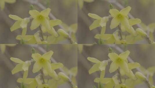 迎春花开特写LOG高清在线视频素材下载