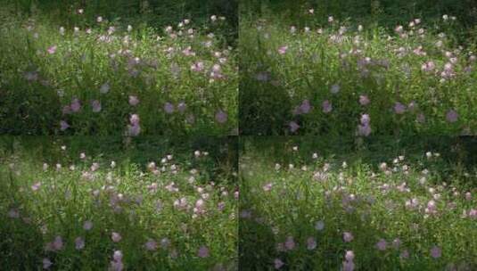 春天大自然景观粉色花卉月见草高清在线视频素材下载