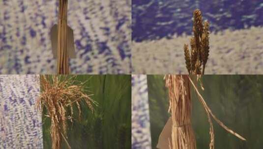 【镜头合集】稻谷稻穗水稻稻子粮食高清在线视频素材下载