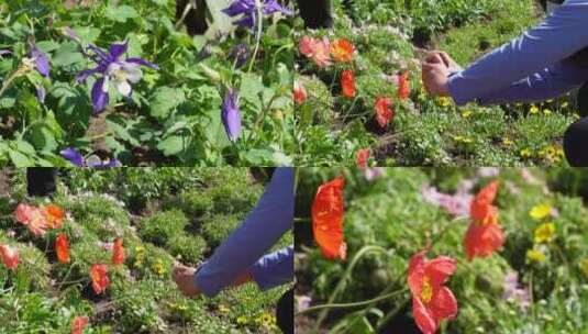 【镜头合集】橘红色野花鲜花开花高清在线视频素材下载