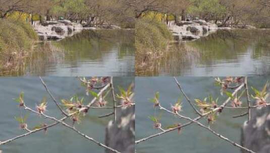 【镜头合集】旅游湖水湖边植物游客游览高清在线视频素材下载
