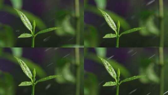 斜风细雨中腊梅树嫩叶上水珠水滴唯美视频高清在线视频素材下载