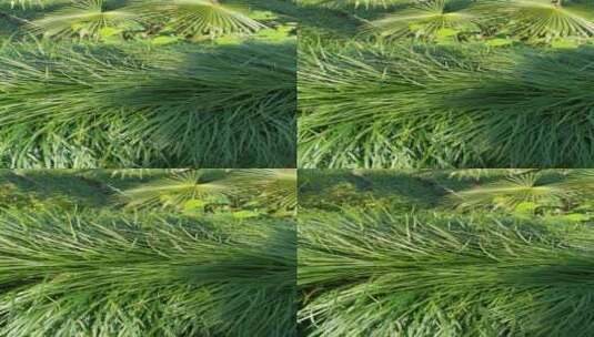 地麦冬植物4K实拍视频 (13)高清在线视频素材下载