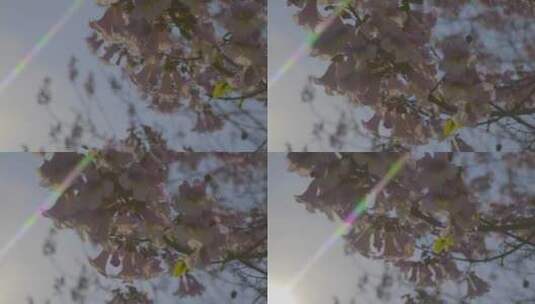 【自然风景】春光明媚.花卉阳光唯美感4k高清在线视频素材下载