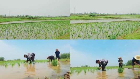 种水稻视频高清在线视频素材下载
