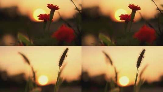 夕阳西下花朵剪影浪漫唯美慢镜头合集高清在线视频素材下载