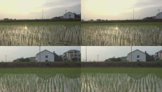 乡村田园水稻田自然风光4k合集高清在线视频素材下载