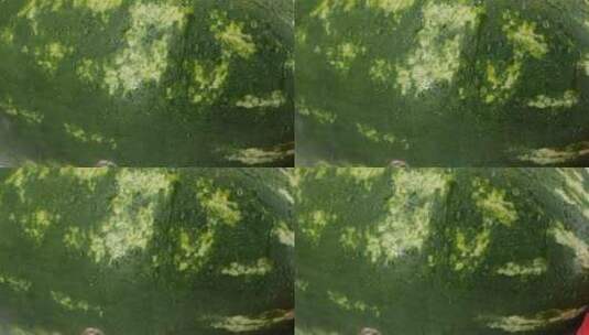 布满露水的西瓜高清在线视频素材下载