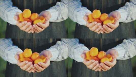 农民的手握着几颗多汁的拼杏子高清在线视频素材下载