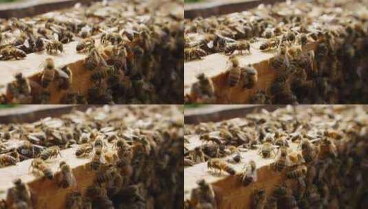 养蜂场里飞舞蜜蜂慢镜头高清在线视频素材下载