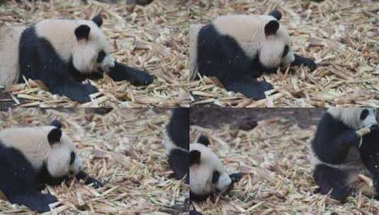 吃竹笋的大熊猫高清在线视频素材下载