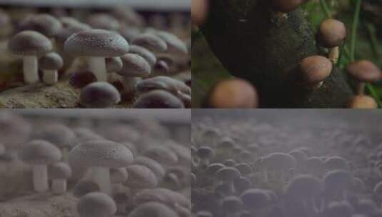 香菇 山间香菇高清在线视频素材下载