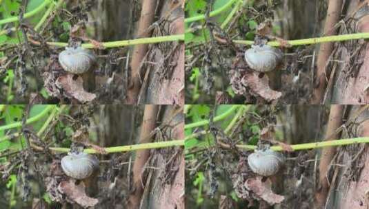 蜗牛特写镜头高清在线视频素材下载