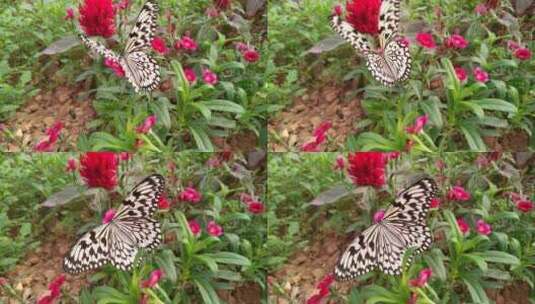 蝴蝶翅膀美丽蝴蝶高清在线视频素材下载