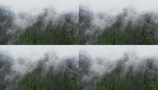 雨天空中飞越山松森林神奇的夏季森林高清在线视频素材下载