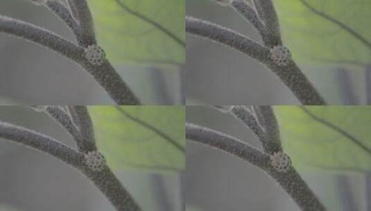 茄子茎上爬行的瓢虫LOG高清在线视频素材下载