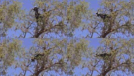 黑山羊爬上树吃果子高清在线视频素材下载