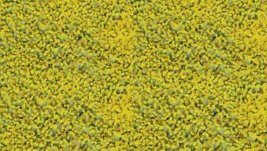 黄色野花 动态花朵高清在线视频素材下载