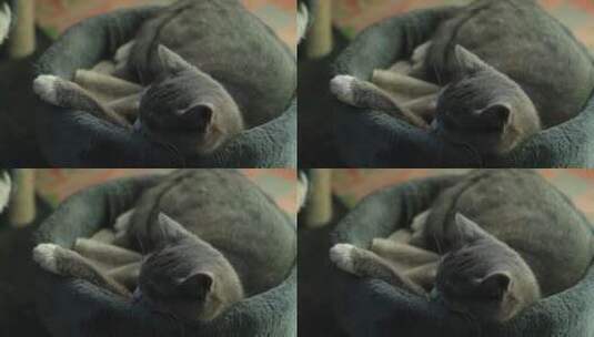 酣睡的猫高清在线视频素材下载