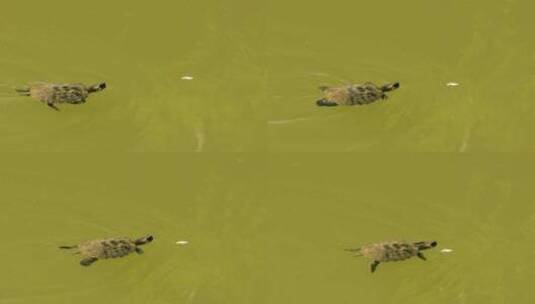海龟在绿色的池塘里游泳高清在线视频素材下载
