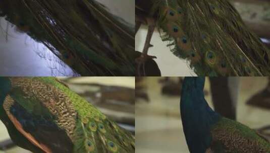 蓝孔雀绿孔雀标本模型高清在线视频素材下载