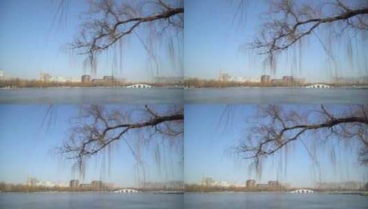冬天公园树木树枝剪影高清在线视频素材下载