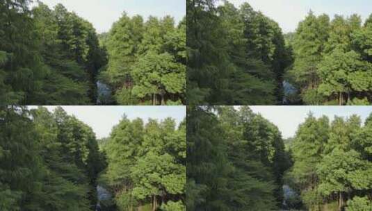 上海共青森林公园上海杨浦共青公园4K航拍高清在线视频素材下载
