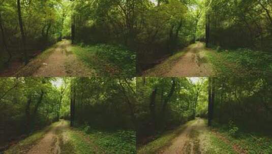 唯美幽静的林中小道高清在线视频素材下载