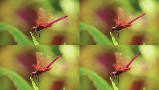 一只红蜻蜓高清在线视频素材下载