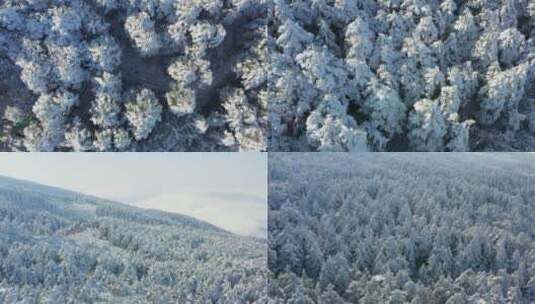 航拍峨眉山顶雪中的森林高清在线视频素材下载