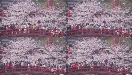武汉春天花季东湖樱花园樱花和拥挤的游客高清在线视频素材下载