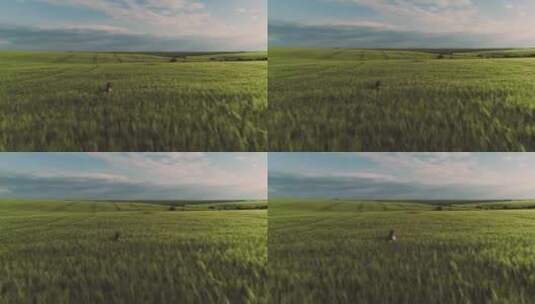 黄昏小女孩在稻田里奔跑高清在线视频素材下载