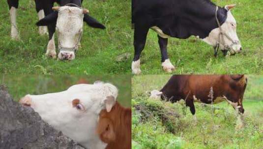 高原牧场母牛奶牛吃草高清在线视频素材下载